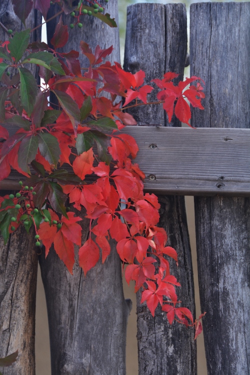 fall colors on fence